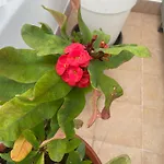 Eden - 1 Appartement